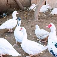 فروش اردک روسی