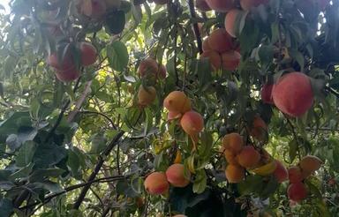 فروش باغ کشاورزی 8هزار متر(8جریب)