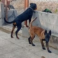 مالینویز و رتوایلر