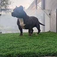 تعدادی سگ واگذاری