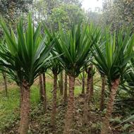 فروش گل یوکا