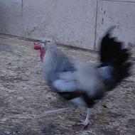 خروس بالغ گلین