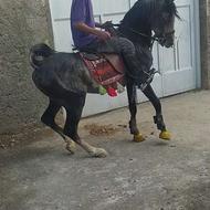 نریان 6 دانگ بسیار سر دمگیر رقاص