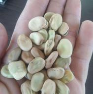 باقالا خشک زود پز با ضمانت