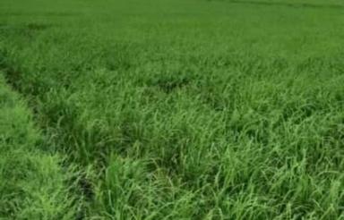 فروش زمین کشاورزی 4000 متری با شرایط چکی در قاجارخیل