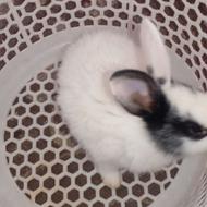 خرگوش دستی غذا خور