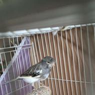 معاوضه قناری نر با ماده تکرنگ