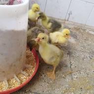 جوجه غاز محلی