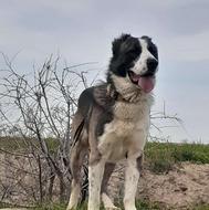 واگذاری سگ الابای نر