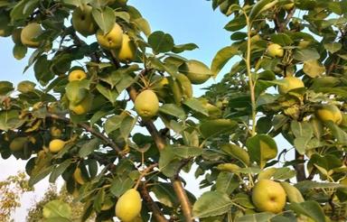 هزار نوصد پنجاه متر باغ به فروش میرسد