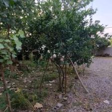 فروش ویلا 12000 متر با شالیزار چاف و چمخاله