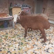 بره نر چاق خمیر پروار شده با کنسانتره سَرَک بده وزن 48 تا 50