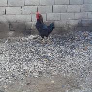 فروش 6 عدد مرغ همراه سه عدد خروس سرحال