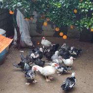 فروش اردک روسی