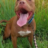 واگذاری پیتبول نر اصالت بالا