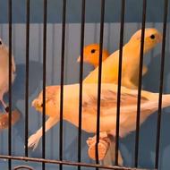 فروش عمده و خرده قناری