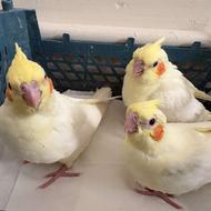 جوجه عروس هلندی