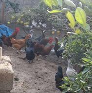 خروس بزرگ محلی