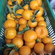 فروش نارنگی محلی شیرین و تازه چین