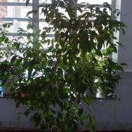 گل و گیاه طبیعی همیشه سبز