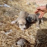 واگذاری توله سگ عراقی و سرابی تضمینی