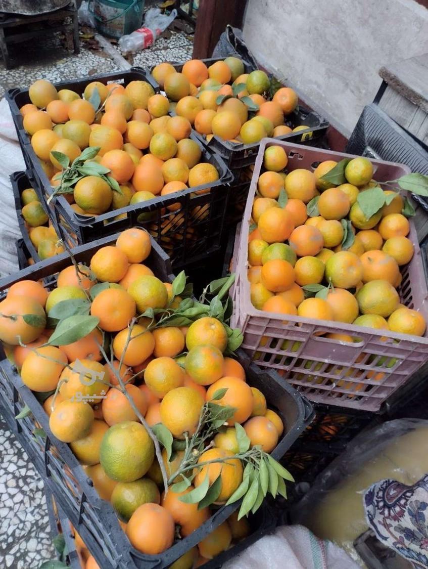 نارنج درجه یک عالی زیر قیمت بازارتهران