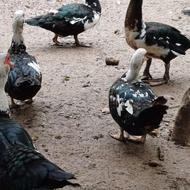 اردک اسرائیلی و مرغ و خروس