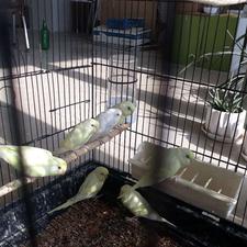 مرغ عشق نژاد دار ، در رنگ های مختلف