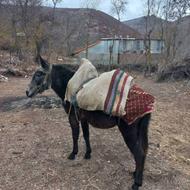 دو راس قاطر نریان باری وسواری حیوانات اهلی