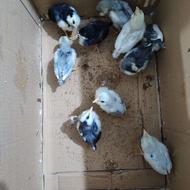 جوجه گلین لری