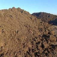 کود دو ساله گاو