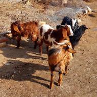 فروش گوسفند