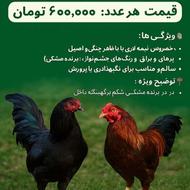 فروش خروس نیمه‌لاری جنگی – سالم