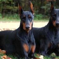 واگذاری سگ دوبرمن اصل اروپایی