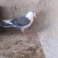 شش عدد جوجه کبوتر