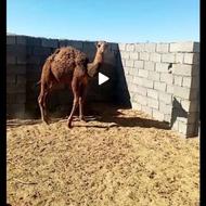 شتر هاشی یکساله.