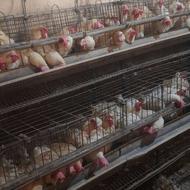 مامری پوپه لار