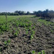 فروش زمین کشاورزی 200 متر