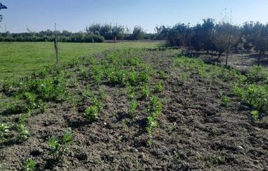 فروش زمین کشاورزی 200 متر