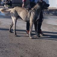 سگ سراب قدیم