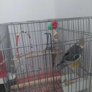 عروس هلندی جفت