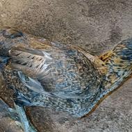 تعدادی مرغ خروس لاری