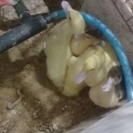 فروش اردک دو ماهه