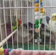 دوعدد عروس هلندی جفت سالم وبالغ وطوطی برزیلی