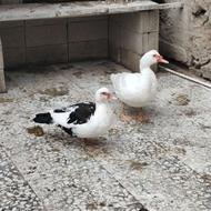 یک جفت اردک روسی ومرغ و خروس.