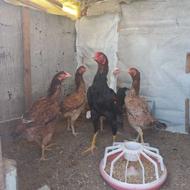 مرغ و خروس لاری