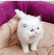 وگذاری فـــوری گربه پرشین سفید