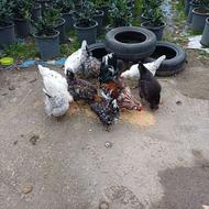 فروش تخم گلین لری از مولدین با کیفیت