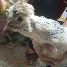 مرغ و خروس نژاد دار