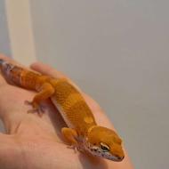 گکو پلنگی ، خزنده ، خزندگان ، ایگوانا